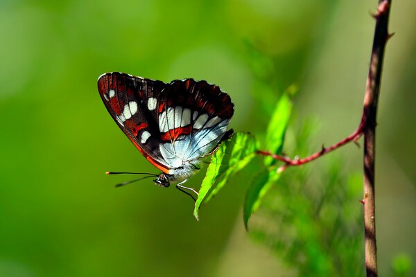 Piękny motyl na zielonym liściu
