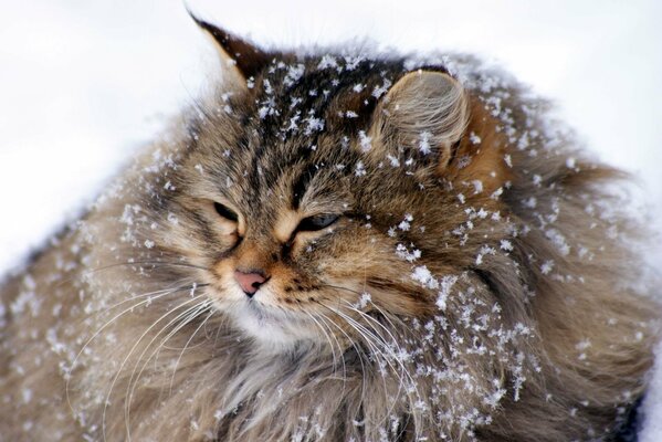 Gato peludo en invierno en la nieve