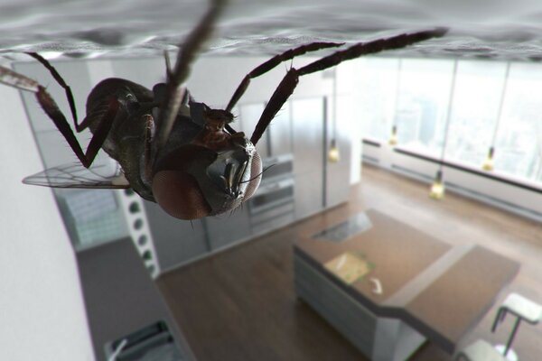 A huge fly on the kitchen ceiling