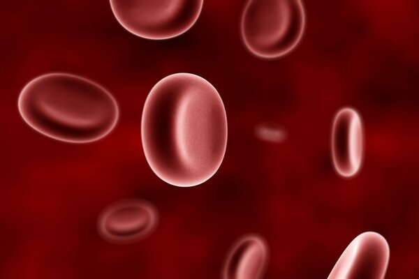 Blood cells on a red background