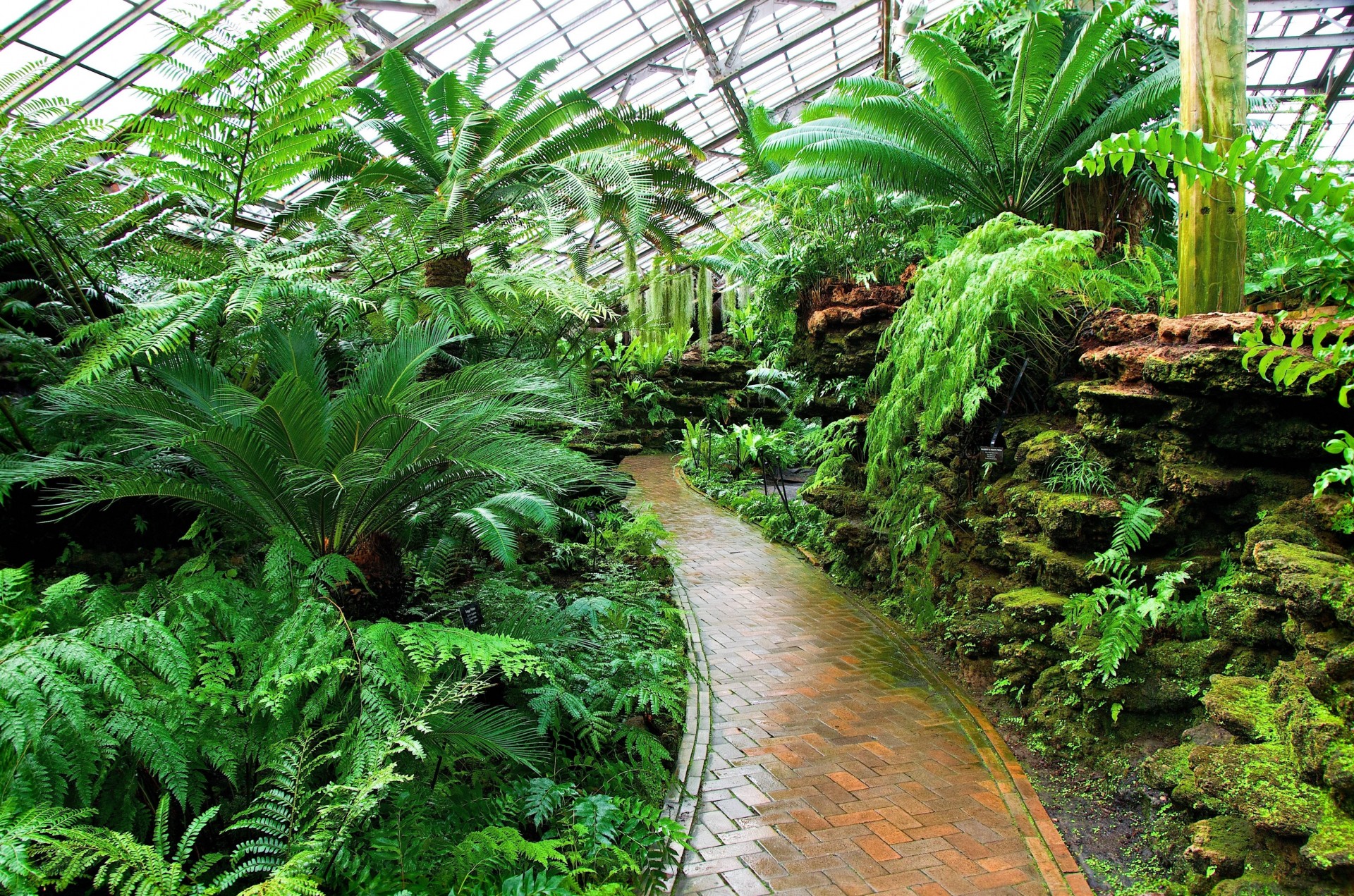 jardín botánico plantas palmeras