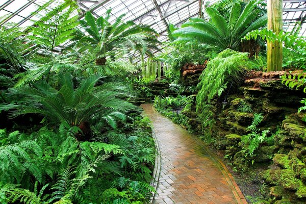 Foto von Pflanzen im botanischen Garten