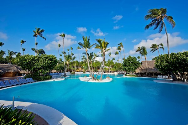 Immense piscine avec palmiers près du bungalow