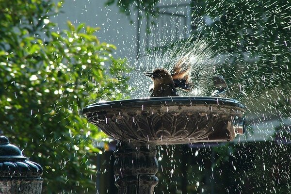 Un oiseau dans une fontaine crée des éclaboussures