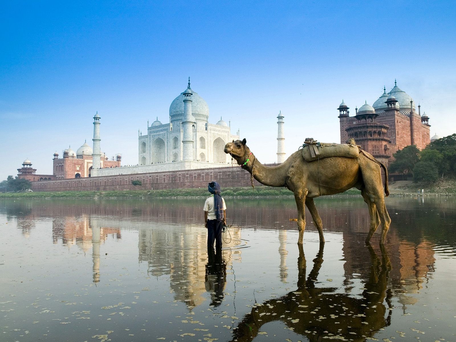 india camello taj mahal