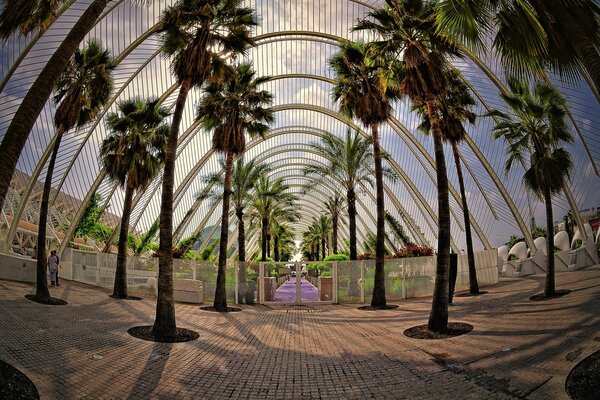 Ein geschlossener Garten aus Palmen in Spanien