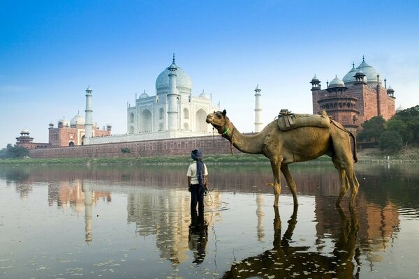 Camello en el agua en el Taj Mahal de la India