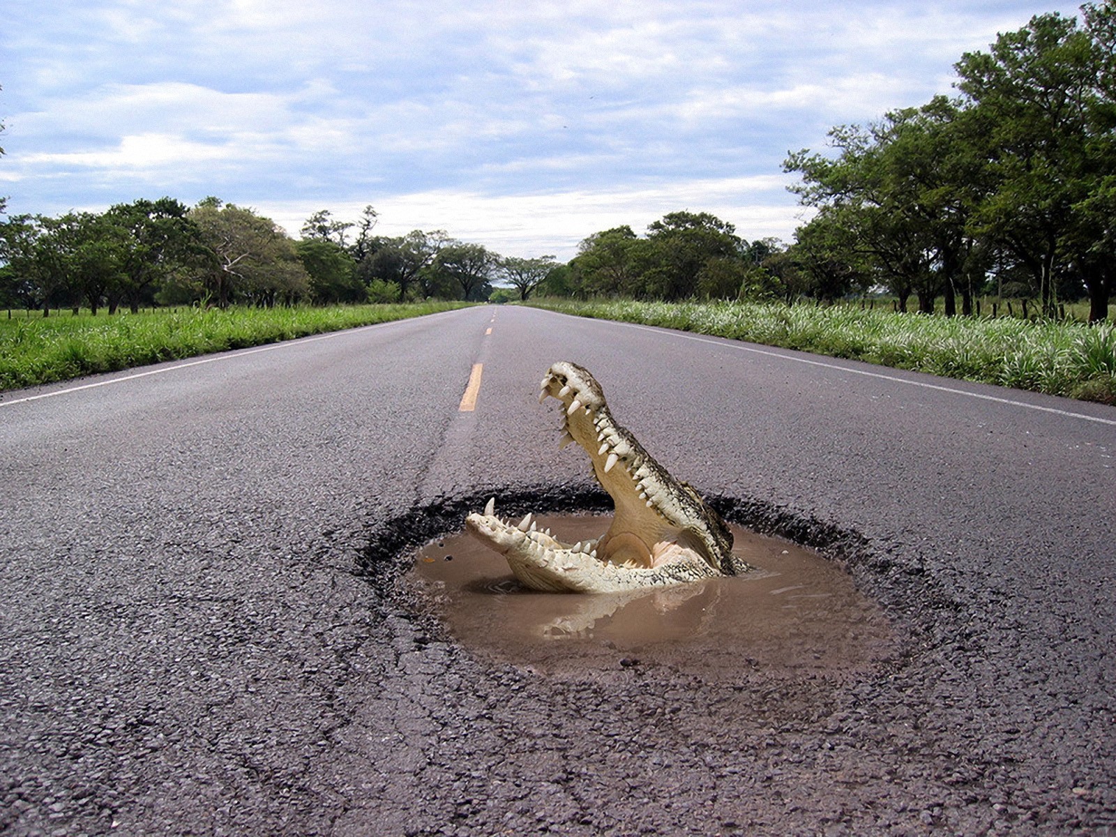 crocodile road pit