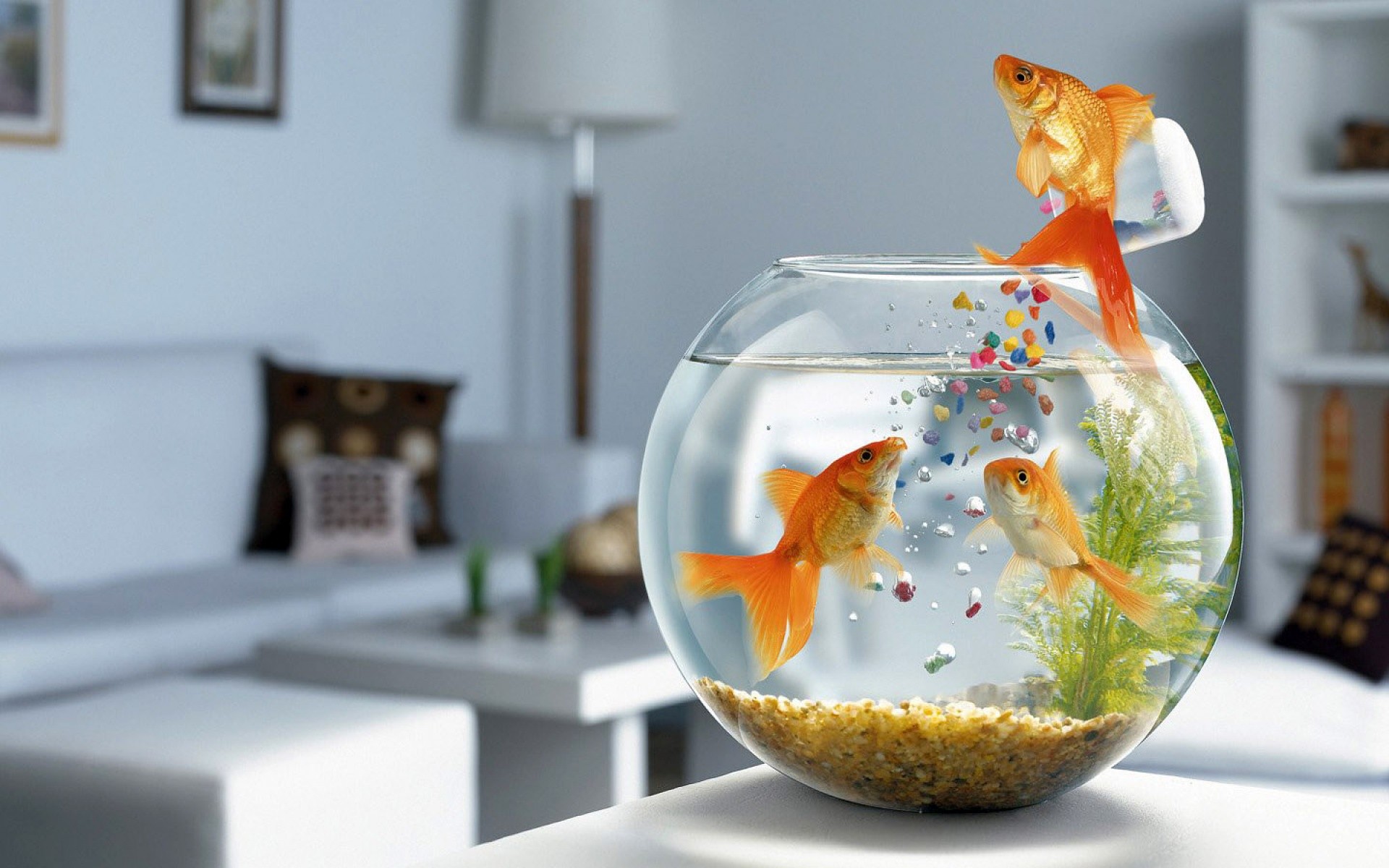 aquarium poissons aliments pour animaux