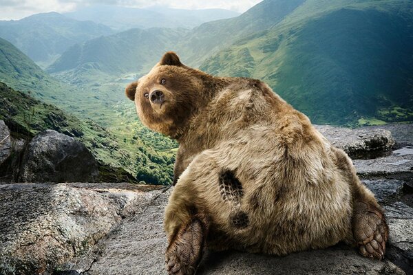 Ein überraschter Bär sitzt auf den Felsen, die Natur