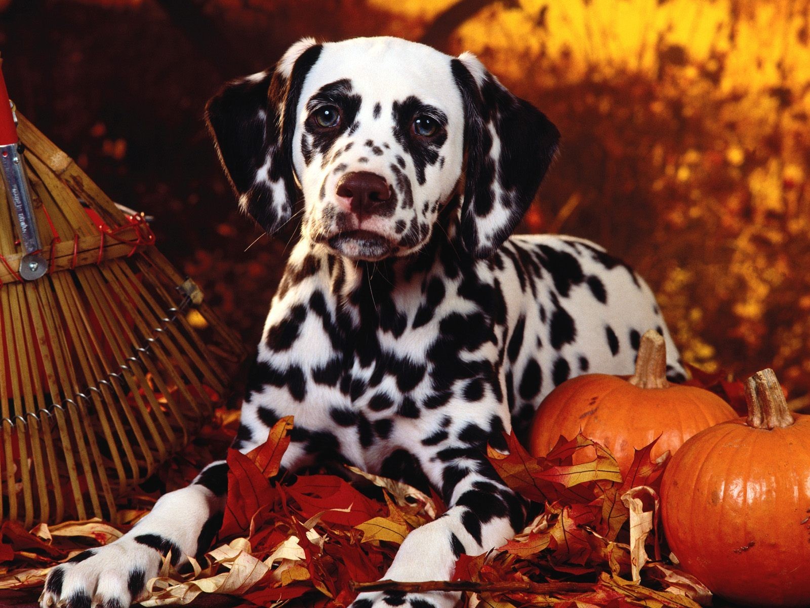 dálmata otoño calabazas