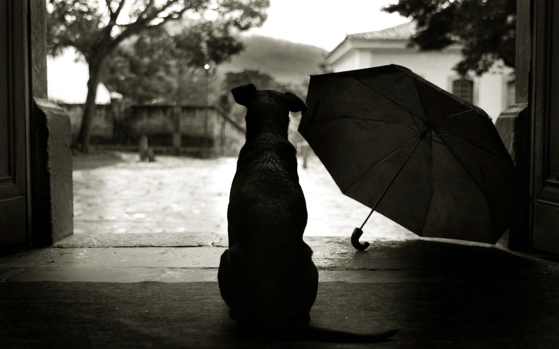 cane ombrello cortile stile