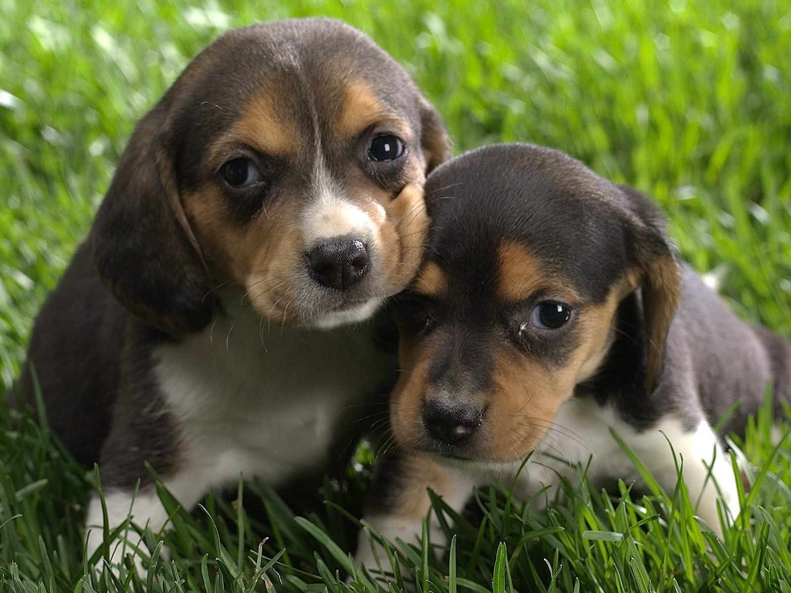 cachorros hierba marrón