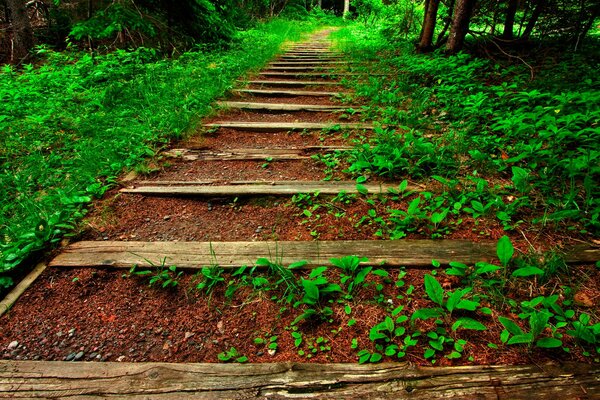 Überwachsene Schienen und Schwellen im Wald