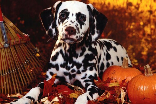 Dolmatian with autumn pumpkin