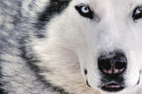 Weißer Wolf mit weißen Augen