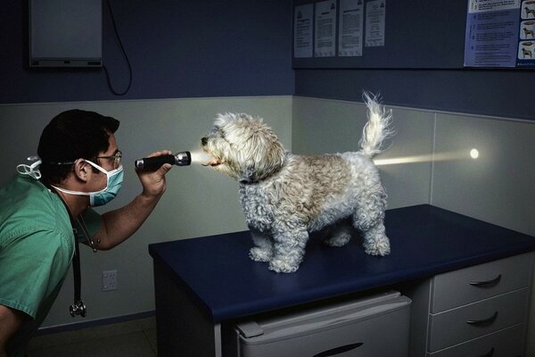 The veterinarian shines a flashlight