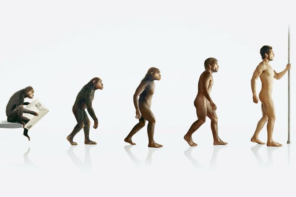 Изображение эволюции от обезьяны до человека