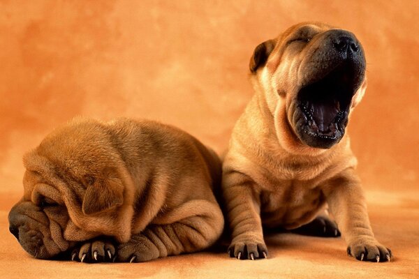 Due cuccioli di Shar Pei dormono e sbadigliano