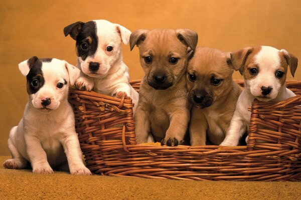 Cinq chiots dans le panier