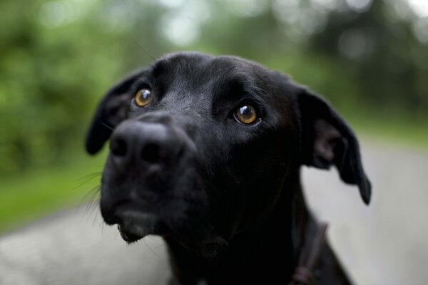 Der freundliche Blick eines schwarzen Hundes