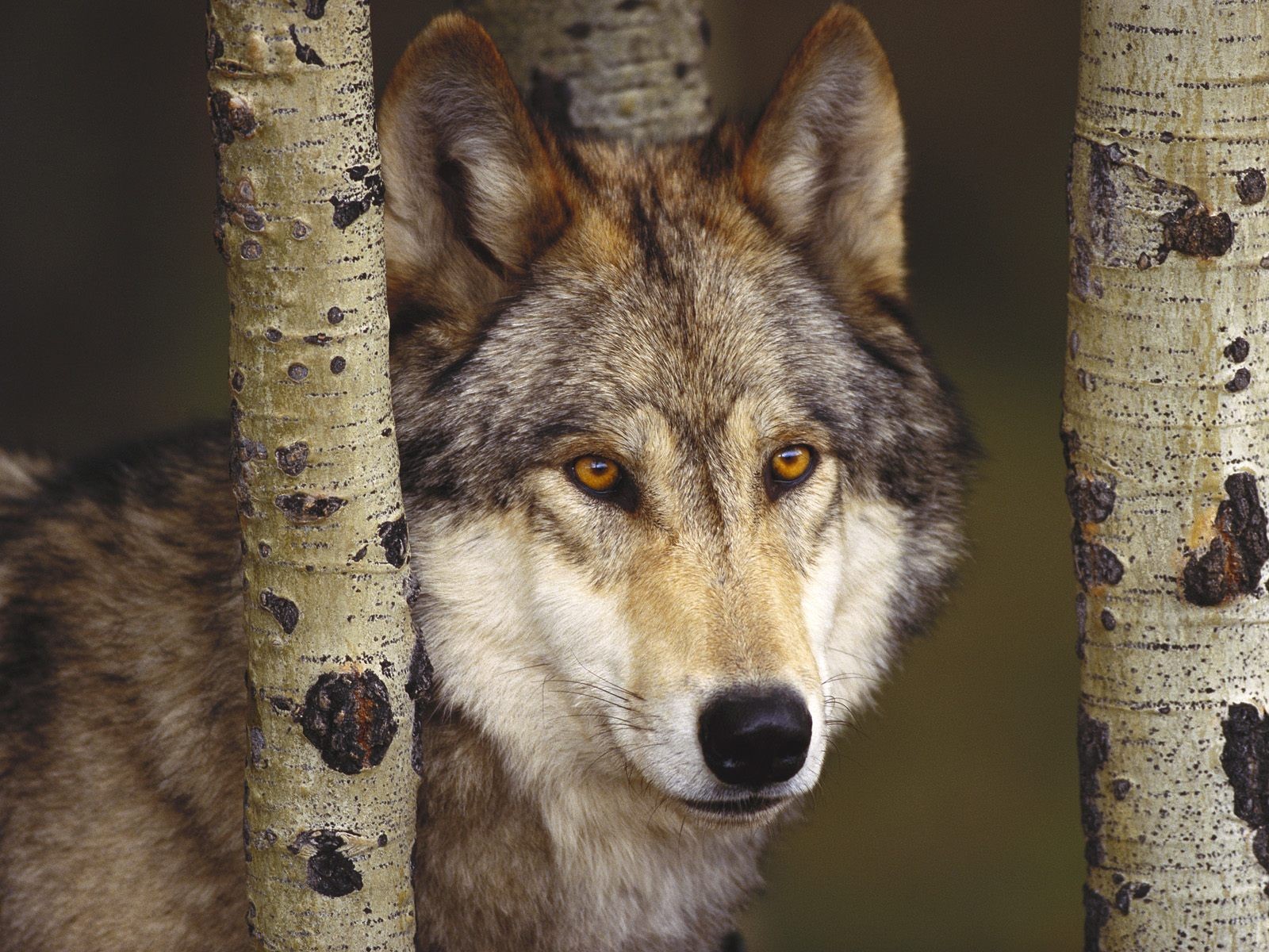 depredador bosque lobo