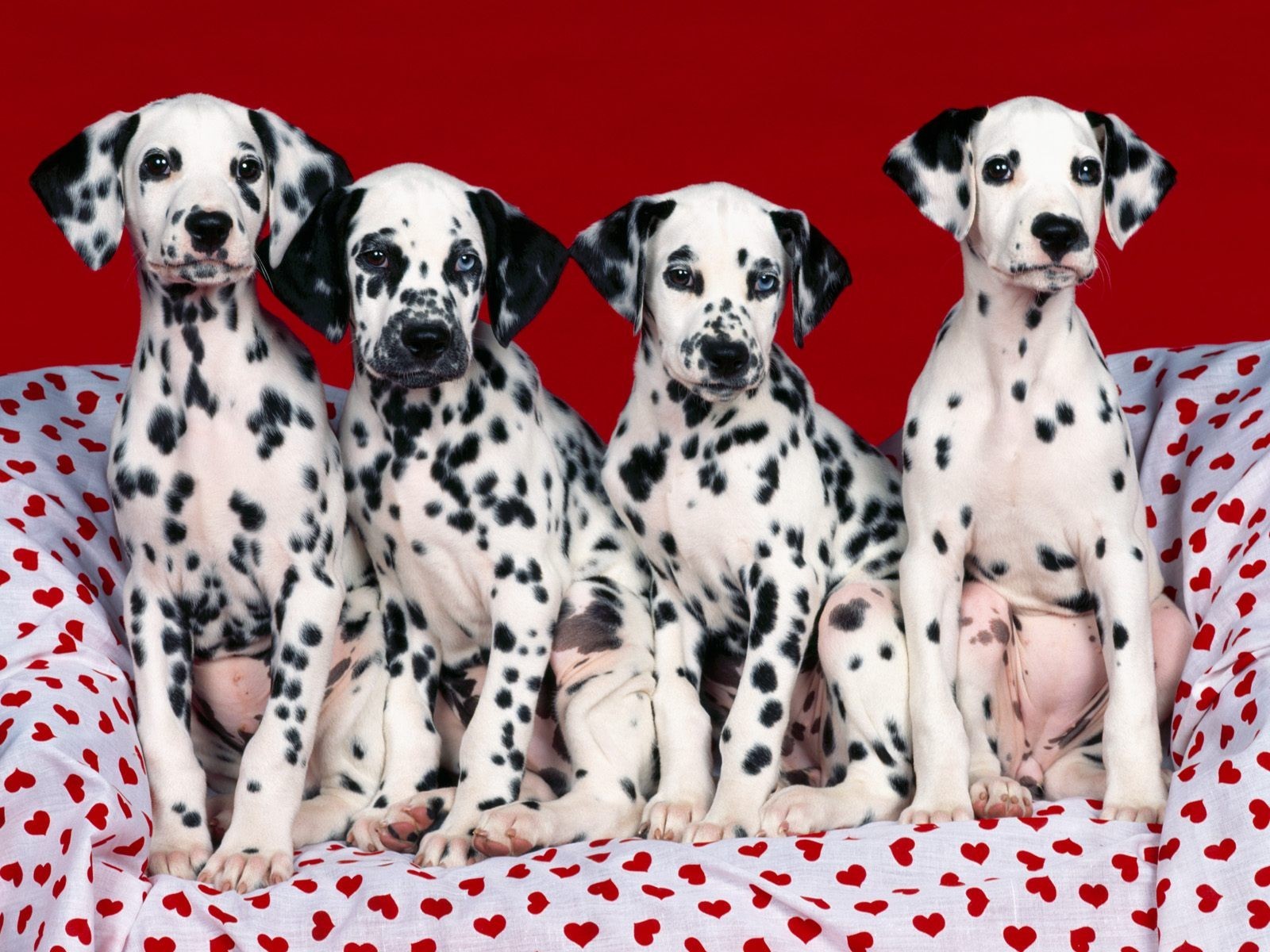 puppies dalmatians heart of