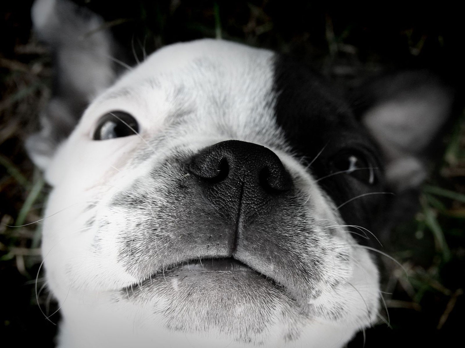 boston terrier puppy sleeping