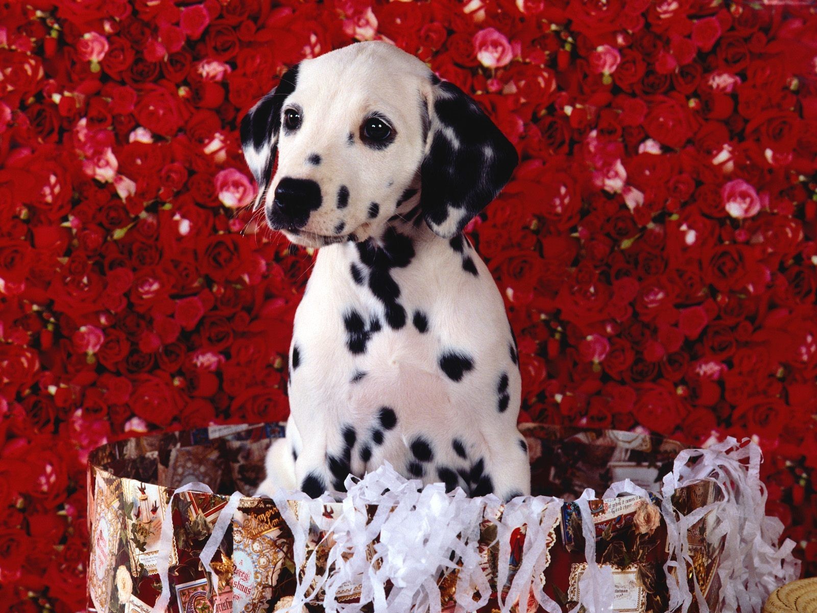 dalmatien roses panier