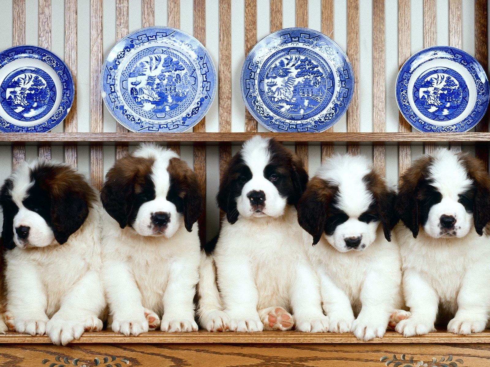 eries puppies tableware dish shelf st. bernard