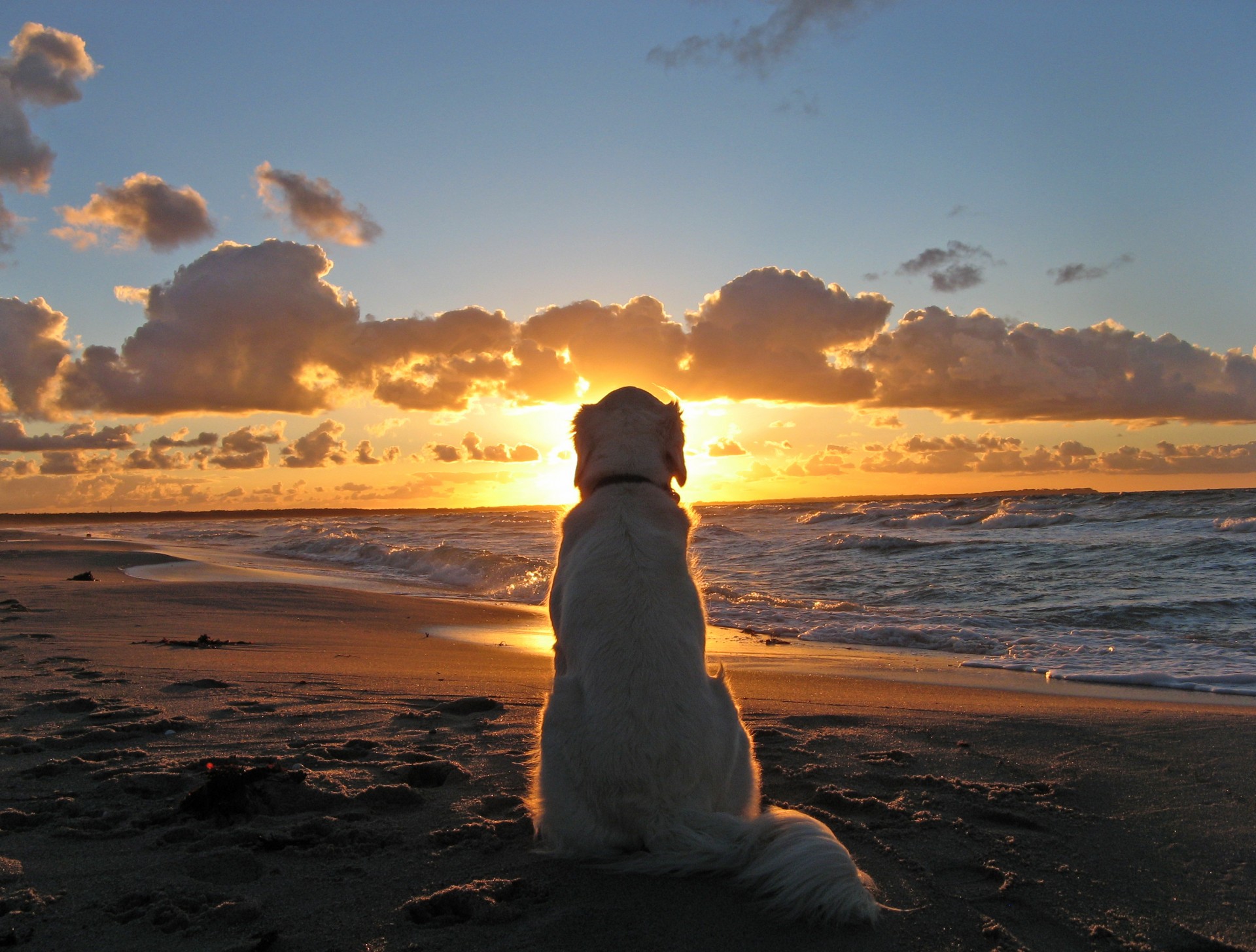 perro puesta de sol playa mar