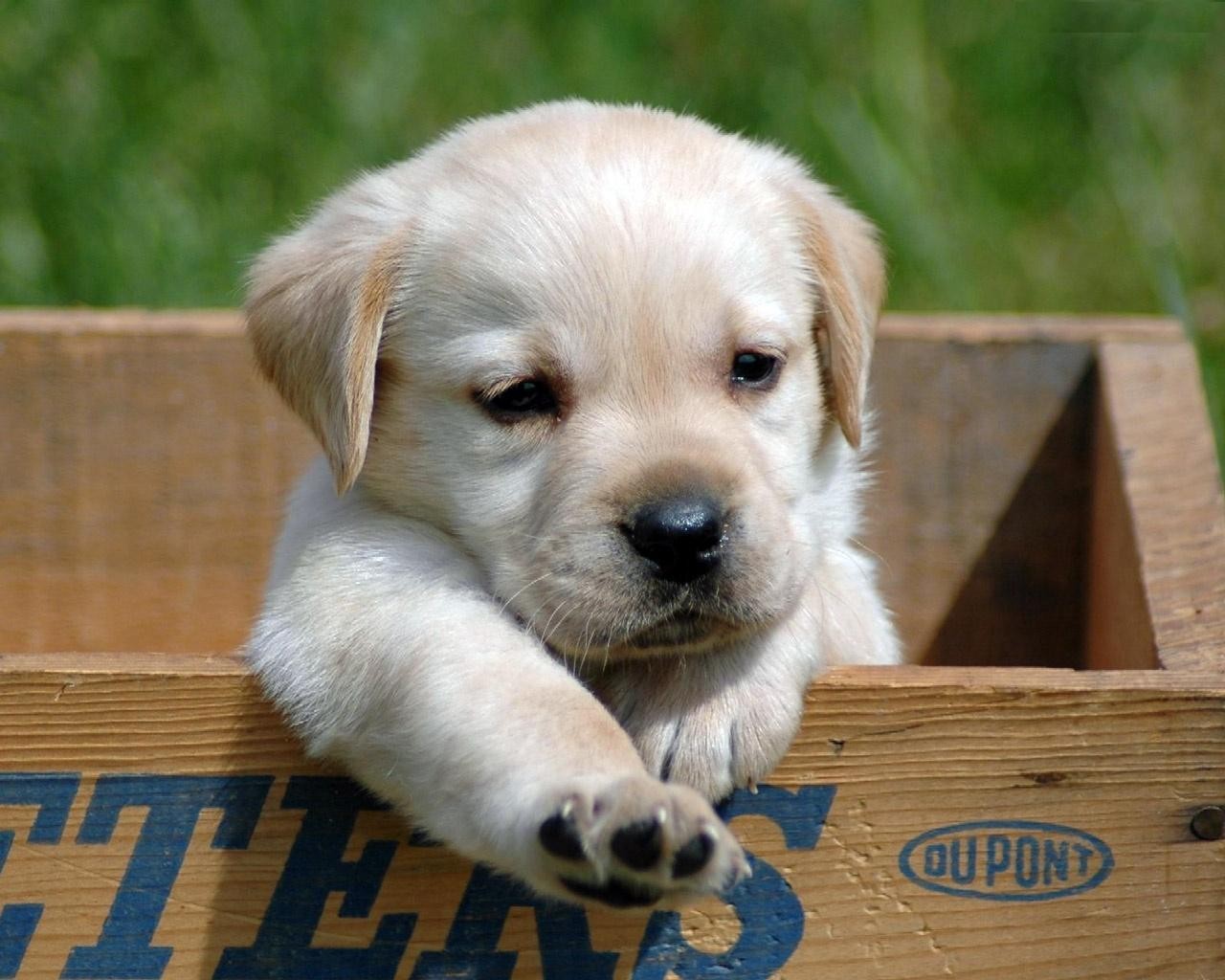 cachorro verano animales