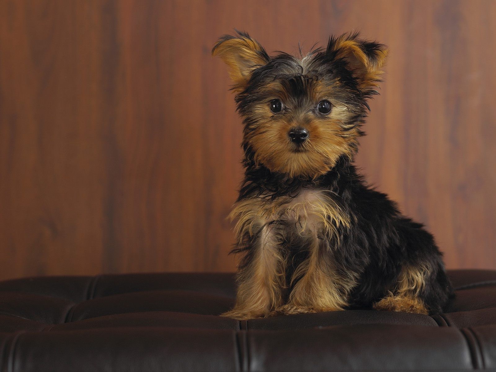 cachorro mirada