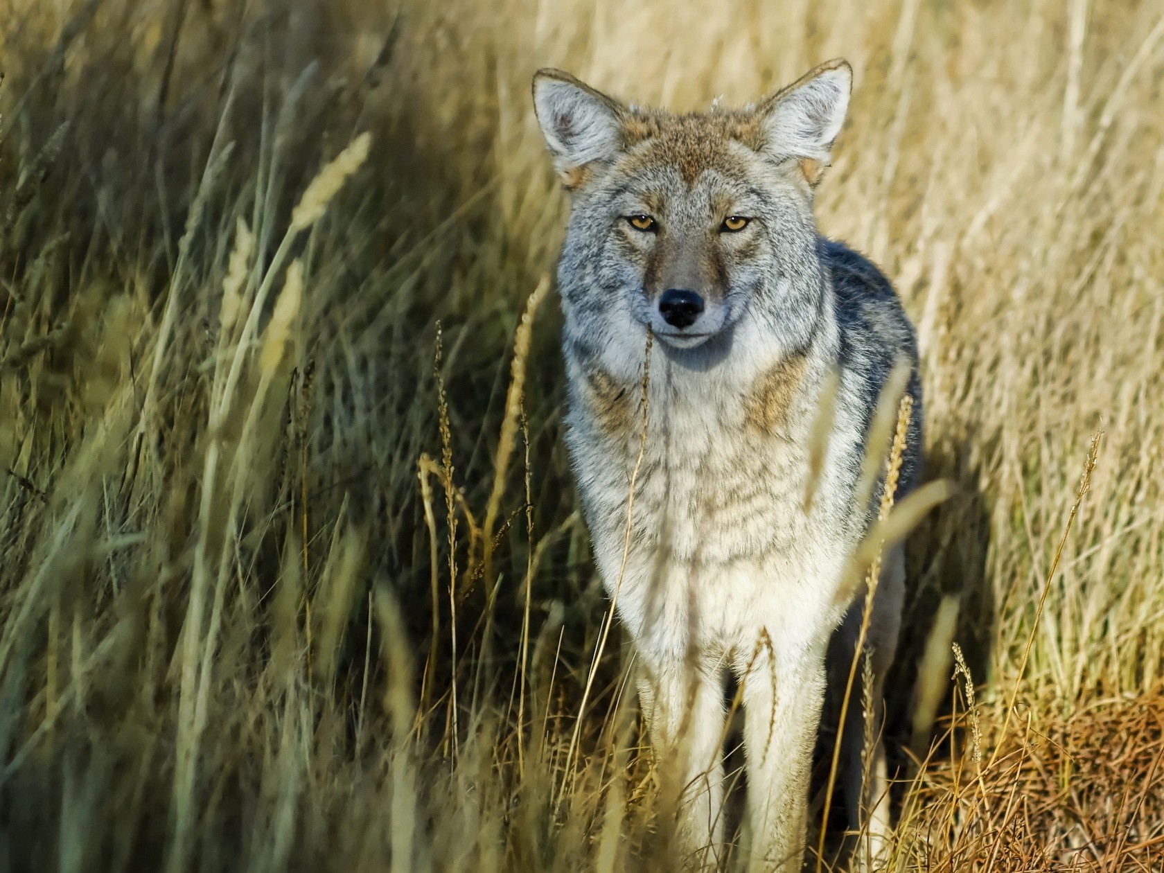 hierba lobo mirada