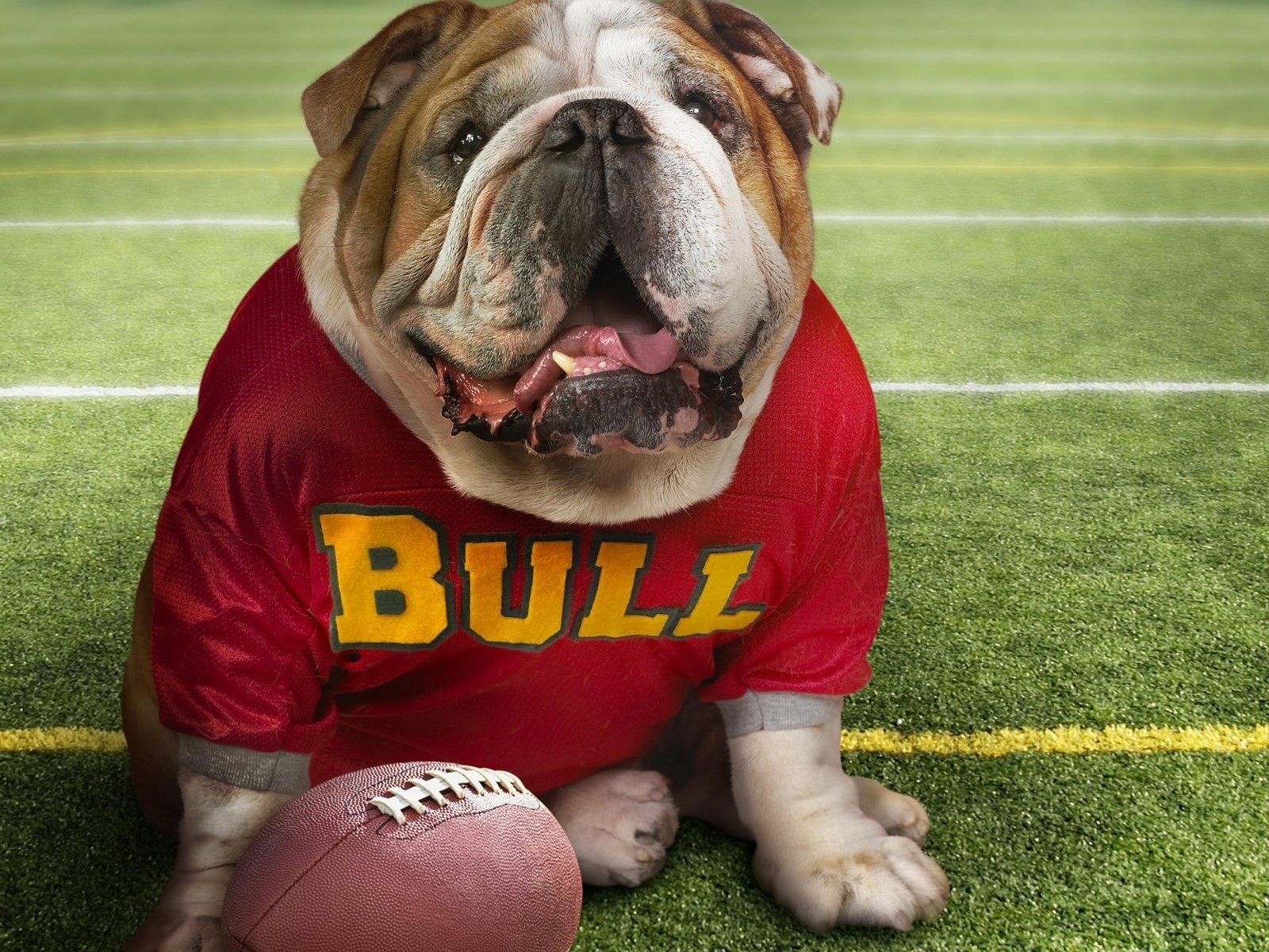 bulldog pelota fútbol