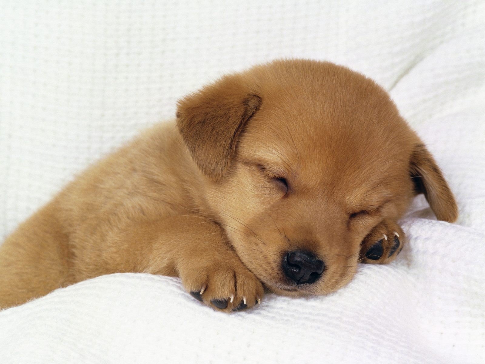 perrito cachorro cansado profundamente dormido