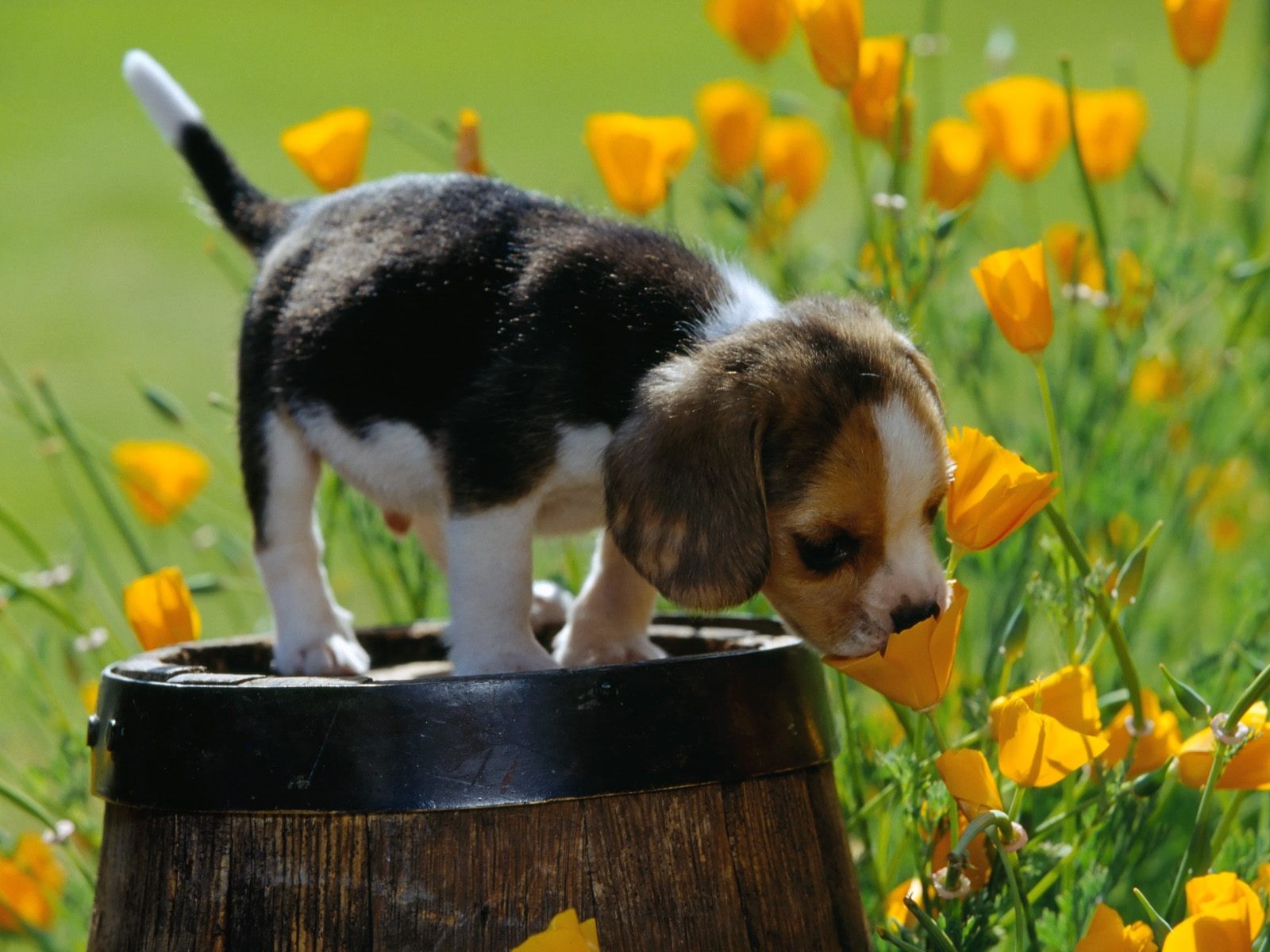 puppy bochka flower