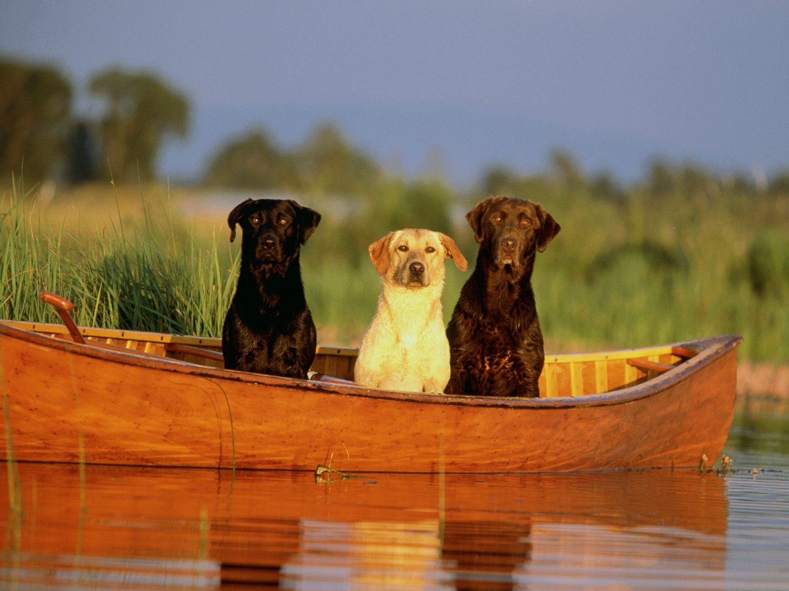 labradors boat river friend