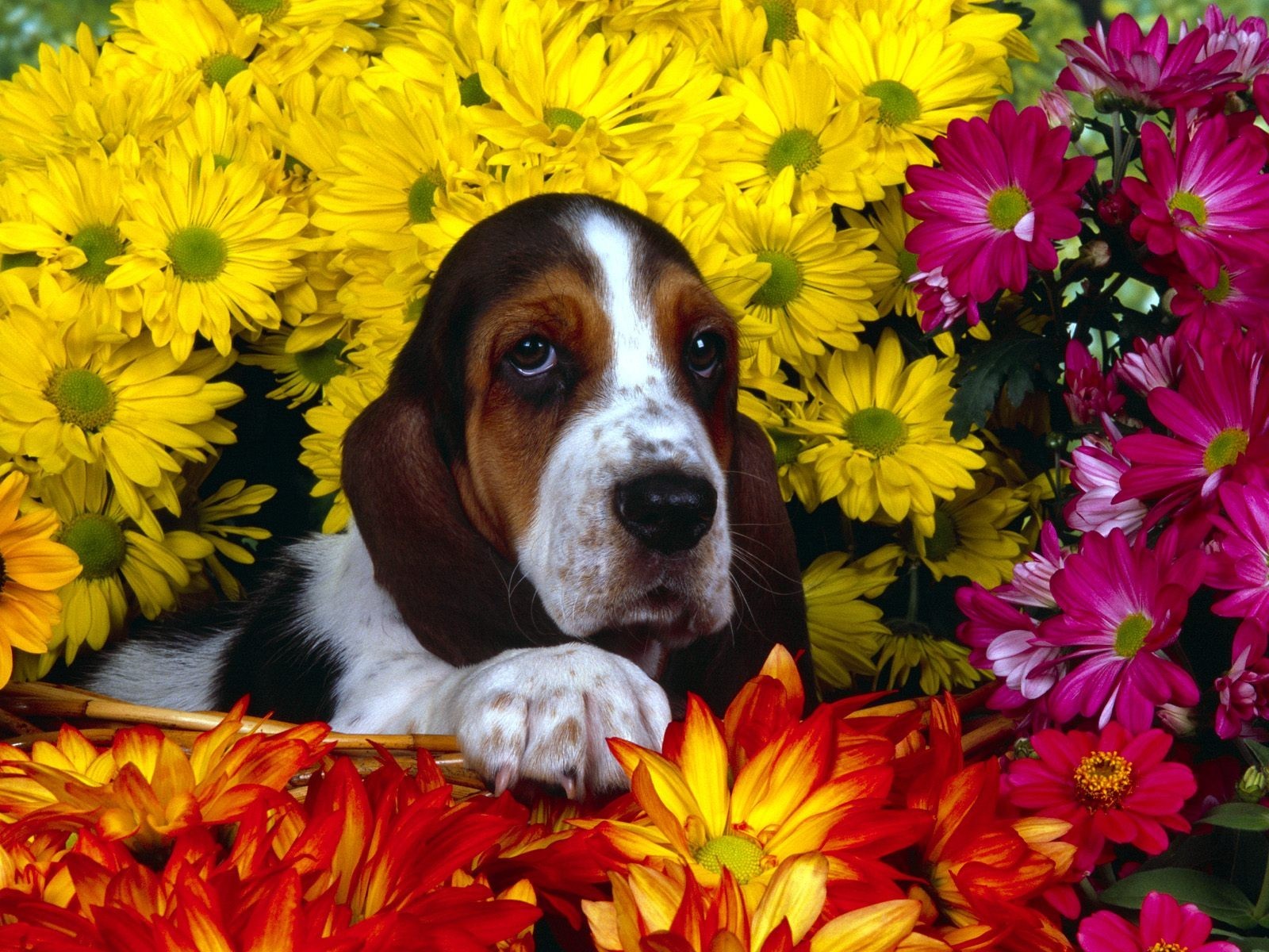 dog flower basset