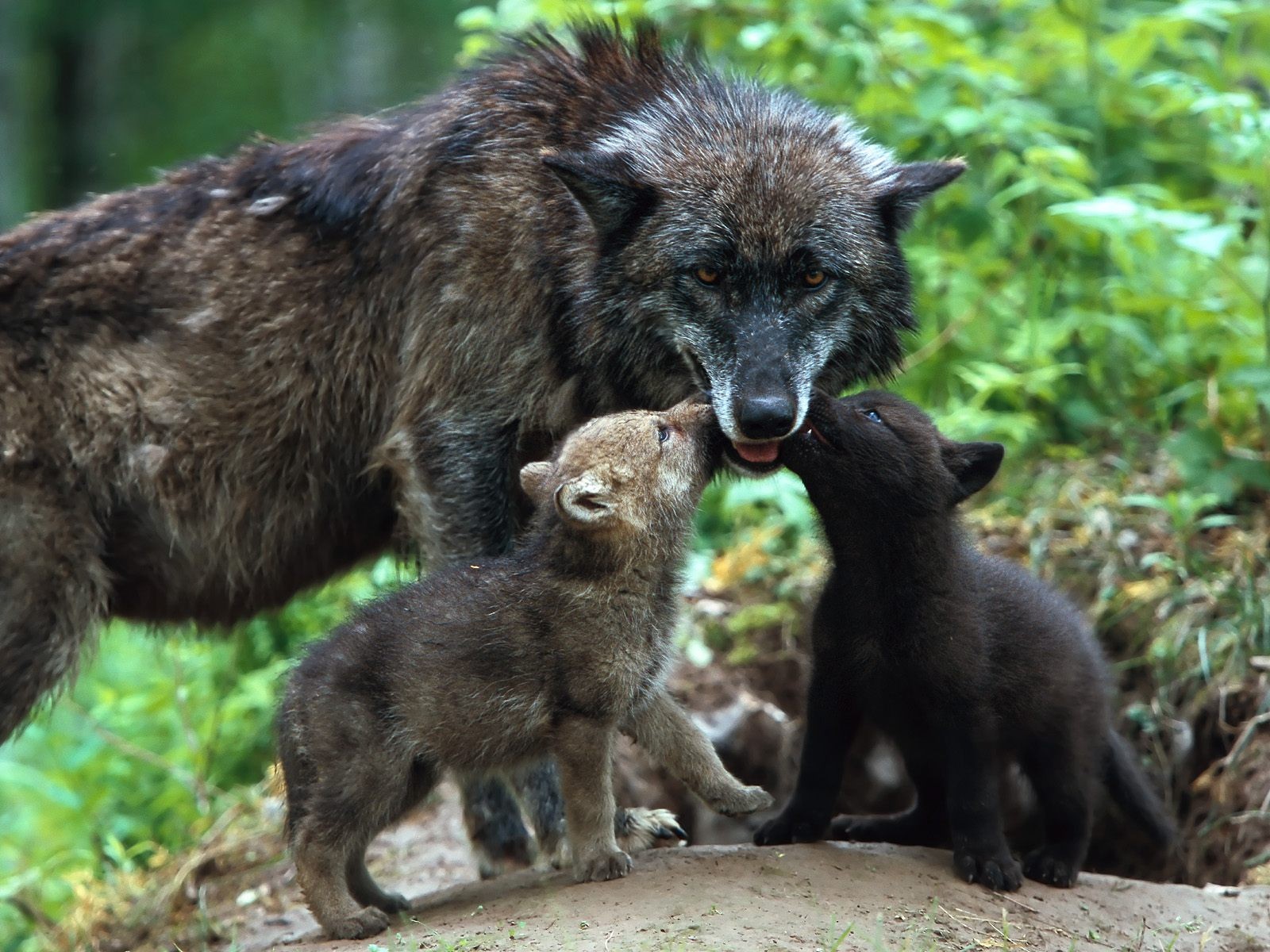 wolves kids cubs love tender care