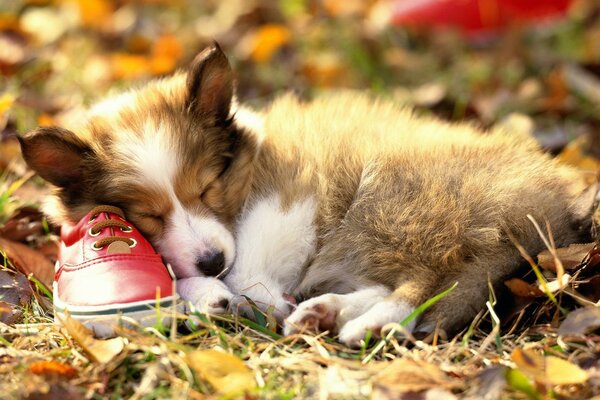 Cute little dog sleeping on a shoe