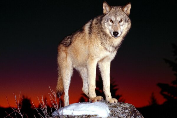 A wolf stands on a stone at night