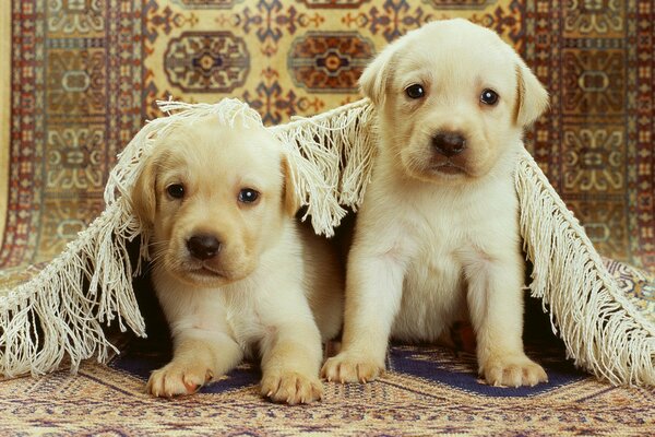 Dos cachorros alfombra piso