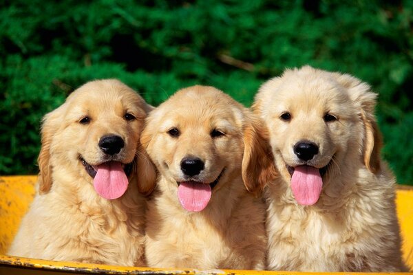 Three puppies are sitting in a boat