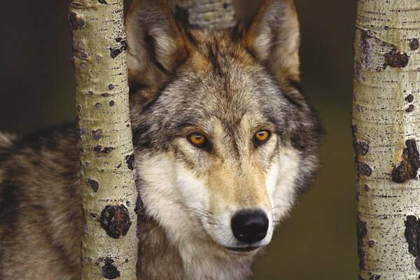 Loup dans la forêt entre les troncs d arbres