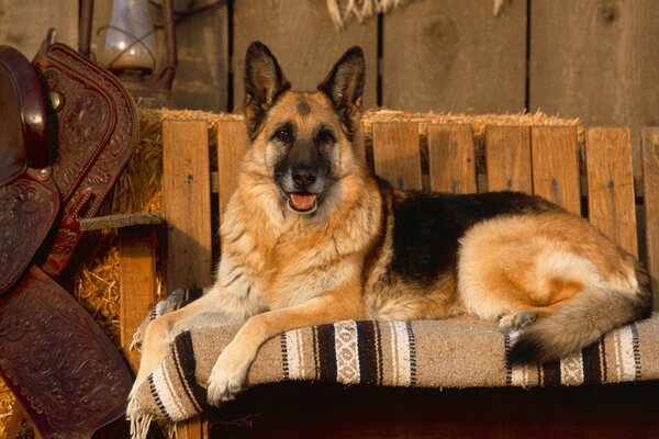 Laika se acuesta en el Sofá