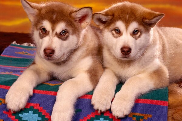 Deux petits Huskies bruns