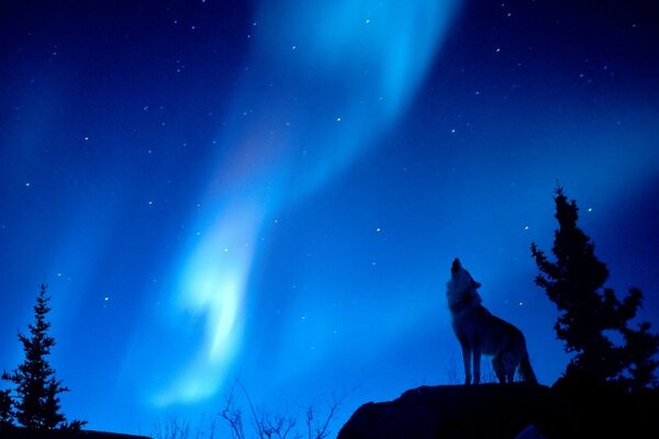 A wolf howls at the blue northern lights in the forest