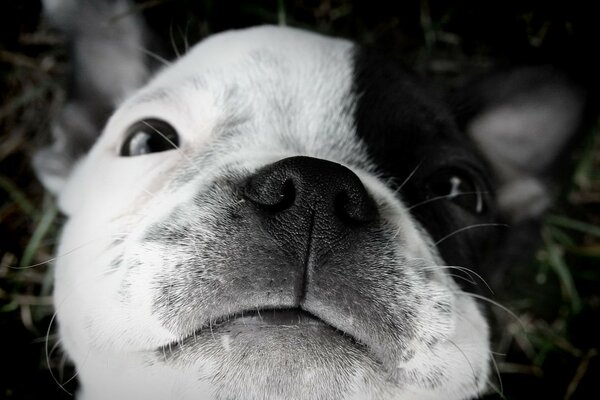 Der Boston Terrier schaut auf den Besitzer