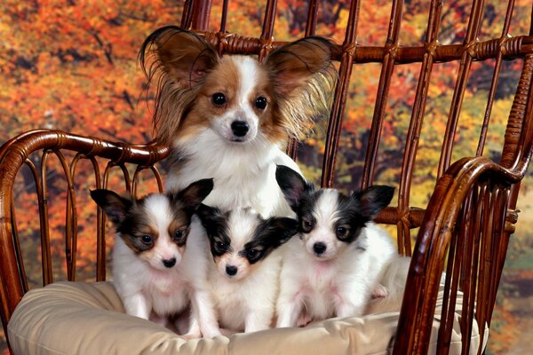 Chien avec des chiots dans une chaise en osier